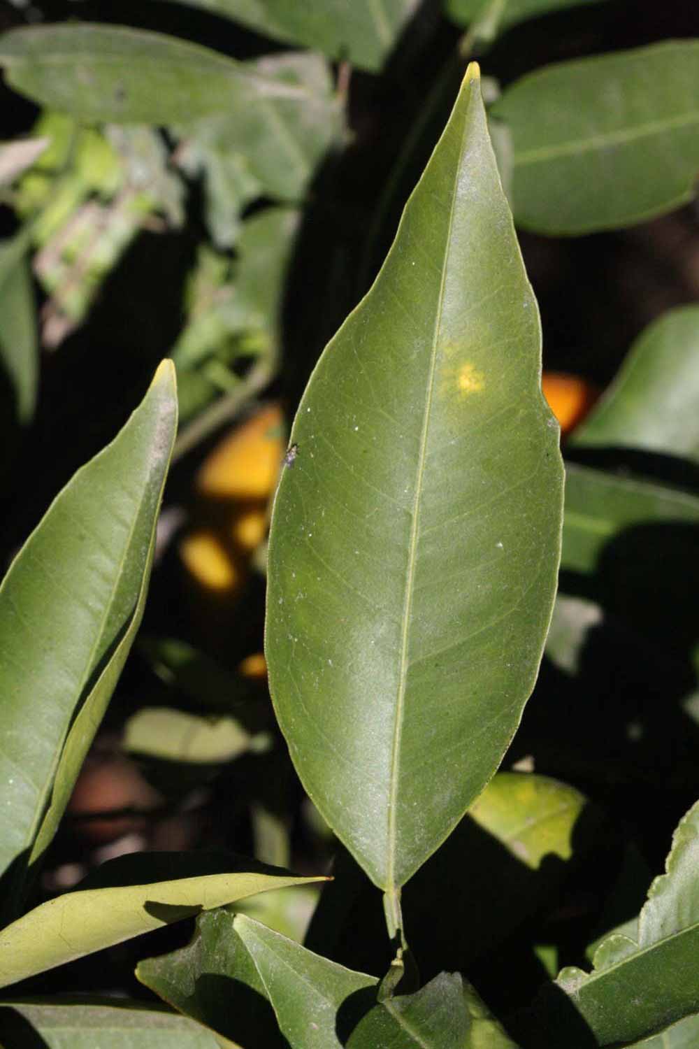              Unifoliolate leaf (Riverside, CA)       